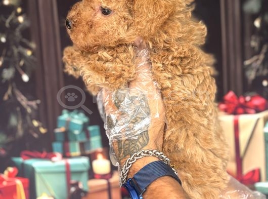 Altın Rengi Toy Poodle görsel