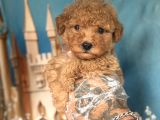 Altın Rengi Toy Poodle