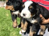 Bernese Yavrularimiz