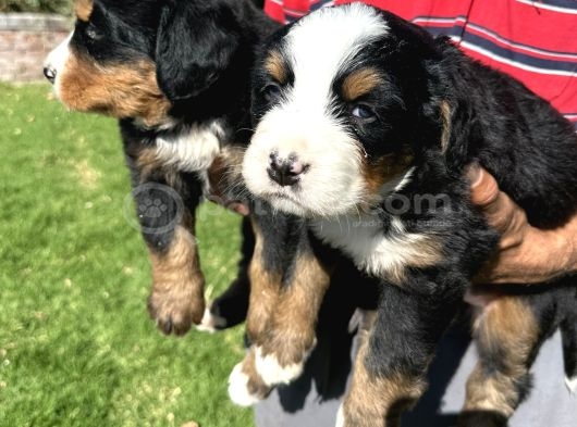 Bernese Yavrularimiz görsel