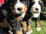 Bernese Yavrularimiz
