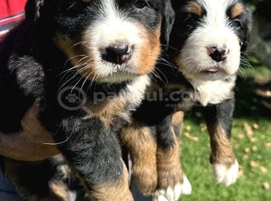 Bernese Yavrularimiz görsel