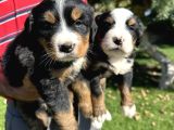 Bernese Yavrularimiz