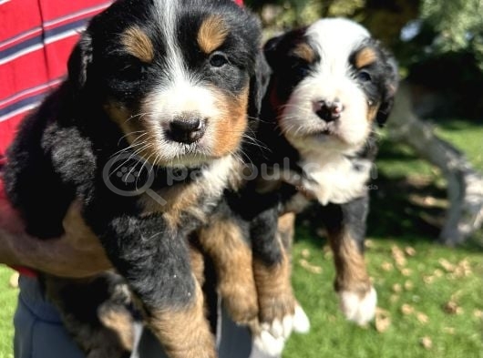 Bernese Yavrularimiz görsel
