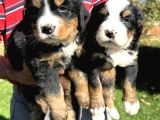 Bernese Yavrularimiz
