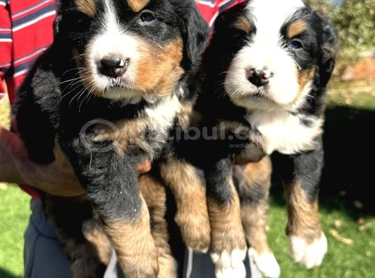Bernese Yavrularimiz görsel