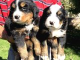 Bernese Yavrularimiz