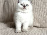 Kaliteli British-Scottish Longhair Bebekler