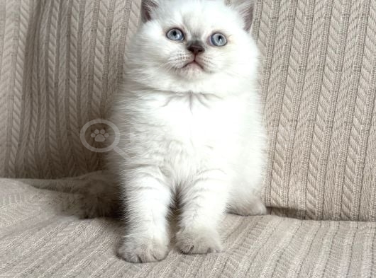 Kaliteli British-Scottish Longhair Bebekler görsel