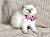 Kaliteli British-Scottish Longhair Bebekler
