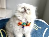 Kaliteli British-Scottish Longhair Bebekler