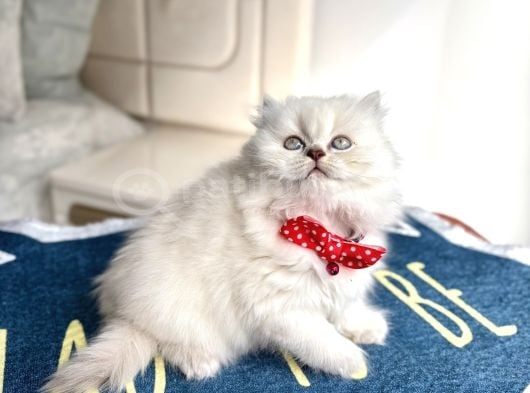 Kaliteli British-Scottish Longhair Bebekler