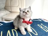 Ev Ortamından Silver Tabby Bebekler