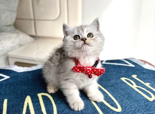 Ev Ortamından Silver Tabby Bebekler görsel