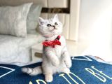 Ev Ortamından Silver Tabby Bebekler
