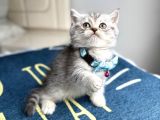 Ev Ortamından Silver Tabby Bebekler