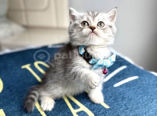 Ev Ortamından Silver Tabby Bebekler görsel