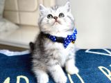 Ev Ortamından Silver Tabby Bebekler