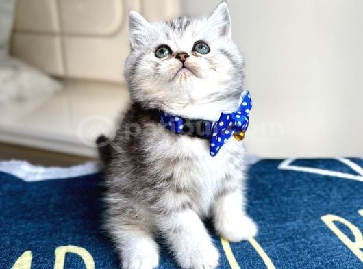 Ev Ortamından Silver Tabby Bebekler
