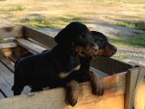 Doberman Yavrulari