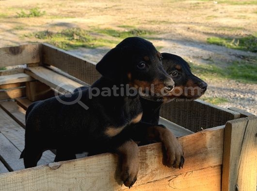 Doberman Yavrulari görsel