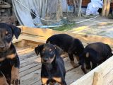 Doberman Yavrulari