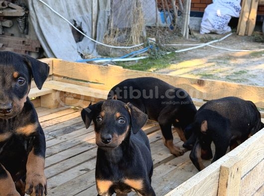 Doberman Yavrulari