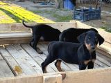 Doberman Yavrulari