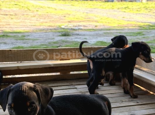 Doberman Yavrulari görsel