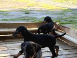 Doberman Yavrulari