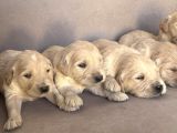 Golden Retriever Yavruları