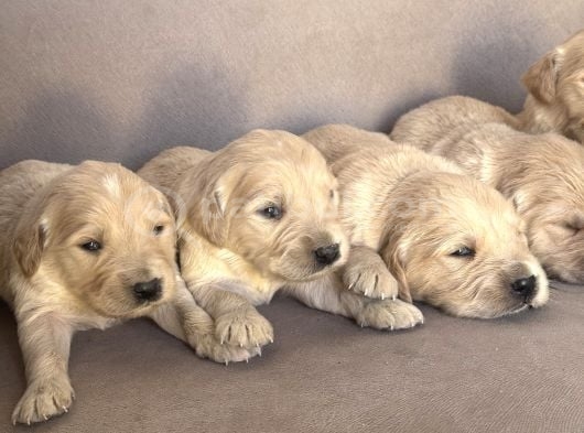 Golden Retriever Yavruları