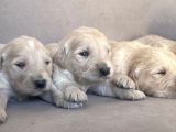 Golden Retriever Yavruları