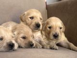 Golden Retriever Yavruları