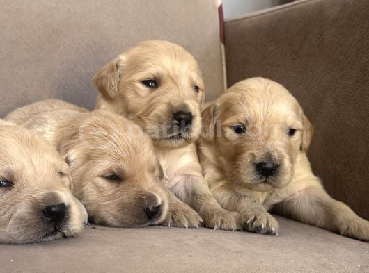 Golden Retriever Yavruları görsel