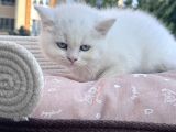 Sevi̇mli̇ Mi̇ni̇kler Yeni̇ Ai̇leleri̇ni̇ Bekli̇yor