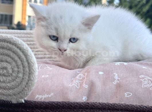 Sevi̇mli̇ Mi̇ni̇kler Yeni̇ Ai̇leleri̇ni̇ Bekli̇yor görsel