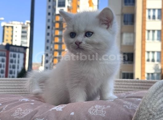 Sevi̇mli̇ Mi̇ni̇kler Yeni̇ Ai̇leleri̇ni̇ Bekli̇yor görsel
