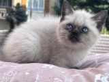 Sevi̇mli̇ Mi̇ni̇kler Yeni̇ Ai̇leleri̇ni̇ Bekli̇yor