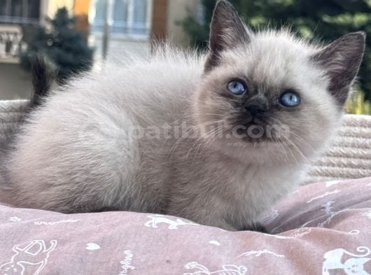 Sevi̇mli̇ Mi̇ni̇kler Yeni̇ Ai̇leleri̇ni̇ Bekli̇yor görsel