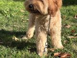 Maltipoo  Poodle Kali̇tesi̇nde