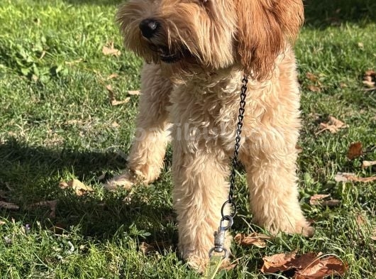 Maltipoo  Poodle Kali̇tesi̇nde görsel