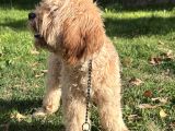 Maltipoo  Poodle Kali̇tesi̇nde
