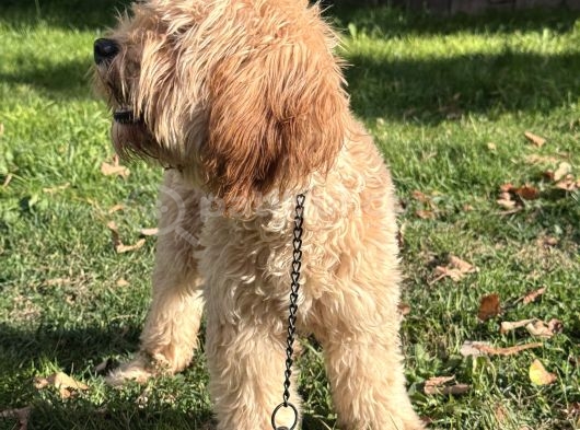 Maltipoo  Poodle Kali̇tesi̇nde