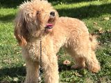 Maltipoo  Poodle Kali̇tesi̇nde
