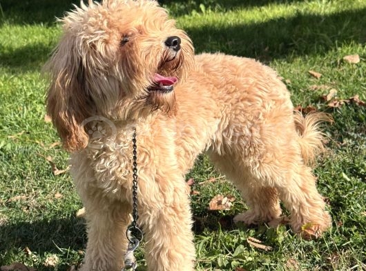 Maltipoo  Poodle Kali̇tesi̇nde görsel