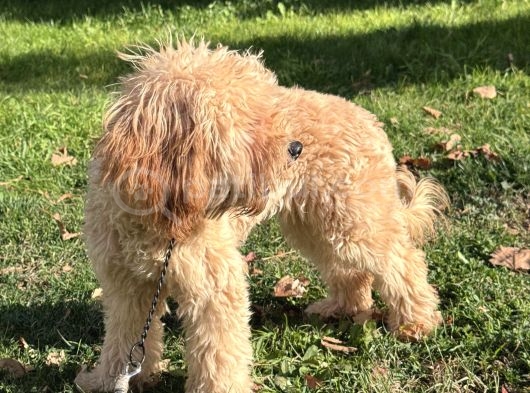 Maltipoo  Poodle Kali̇tesi̇nde görsel