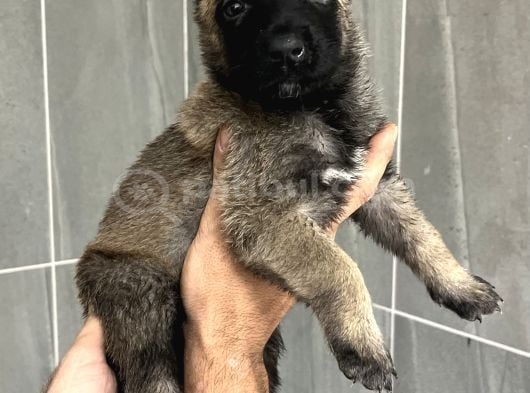 Aşili Ve Wc Eği̇ti̇mli̇ Asi̇l Belçi̇ka Kurdu Mali̇nois görsel