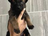 Aşili Ve Wc Eği̇ti̇mli̇ Asi̇l Belçi̇ka Kurdu Mali̇nois
