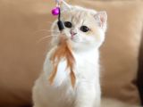 British Shorthair Scrli Veya Pet Cy12 Erkek